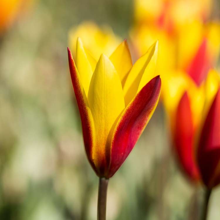 Tulpe 'Tubergens Gem'